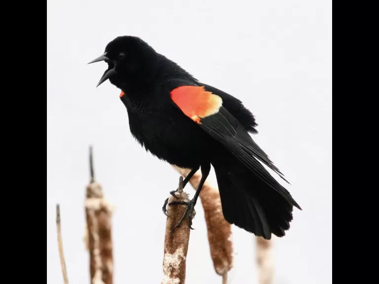 A great blue heron at Farm Pond in Framingham, photographed by Steve Forman.