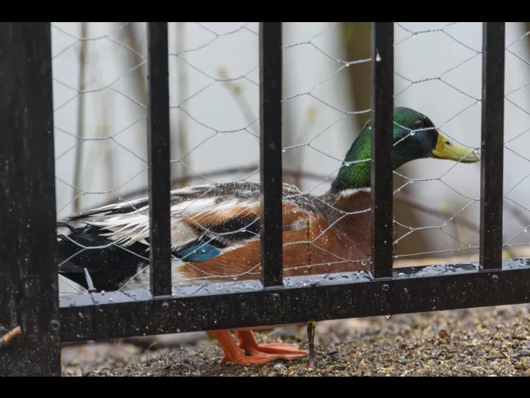 A domestic mallard hybrid in Maynard, photographed by Dany Pelletier.