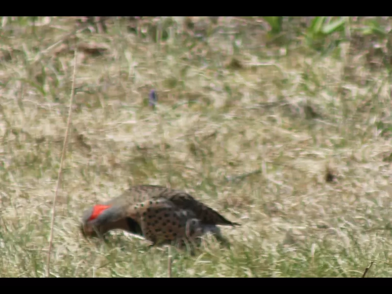 A northern flicker in Berlin.
