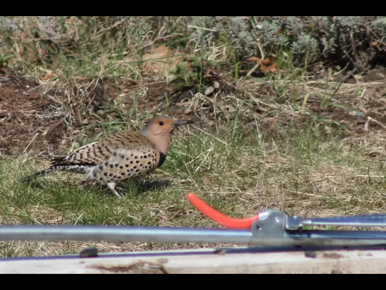 A northern flicker in Berlin.