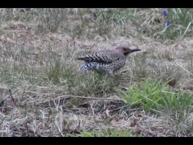 A northern flicker in Berlin.