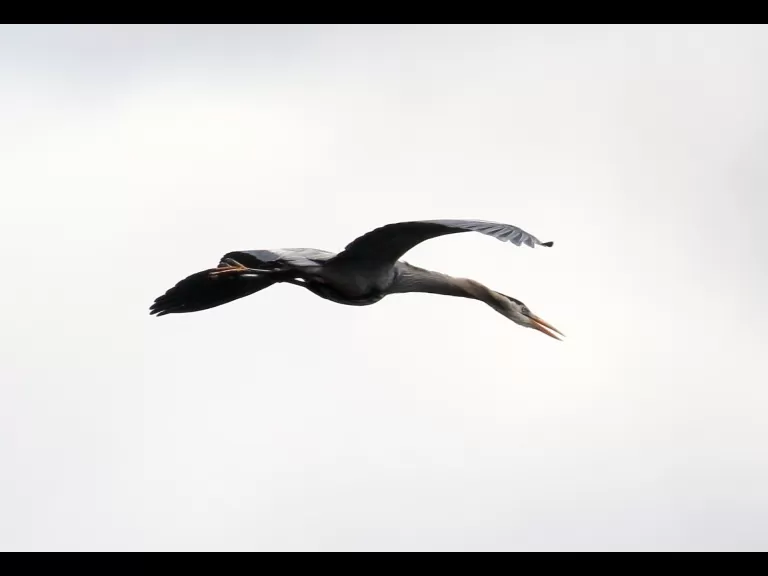 A great blue heron at Hager Pond in Marlborough, photographed by Steve Forman.