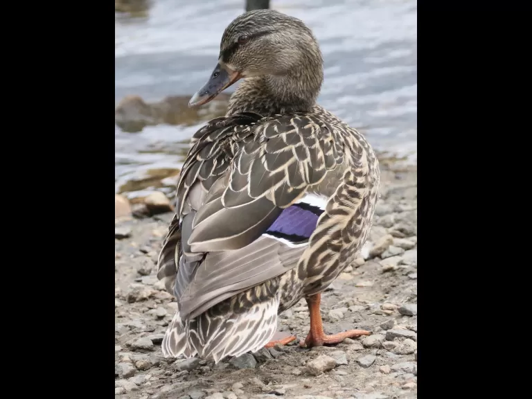A great blue heron at Hager Pond in Marlborough, photographed by Steve Forman.