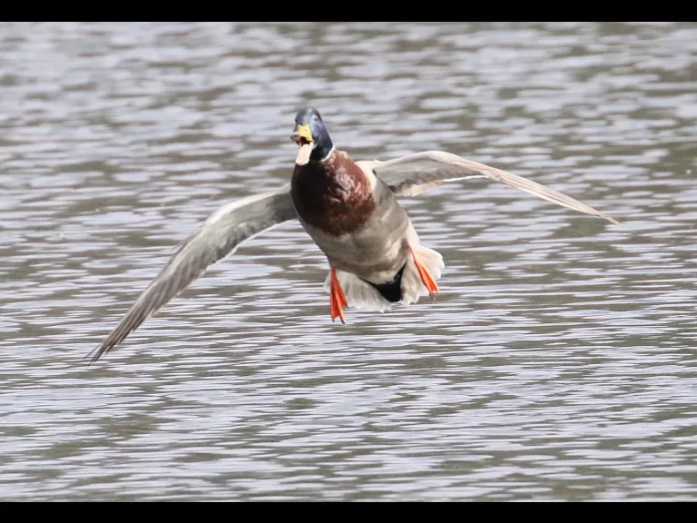 A great blue heron at Hager Pond in Marlborough, photographed by Steve Forman.