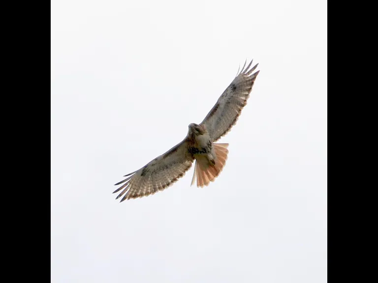 A red-tailed hawk at Breakneck Hill Conservation Land in Southborough, photographed by Steve Forman.