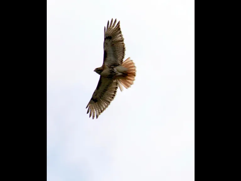 A red-tailed hawk at Breakneck Hill Conservation Land in Southborough, photographed by Steve Forman.