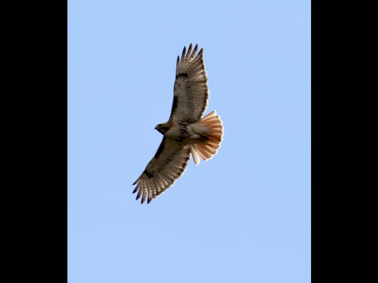 A red-tailed hawk at Breakneck Hill Conservation Land in Southborough, photographed by Steve Forman.