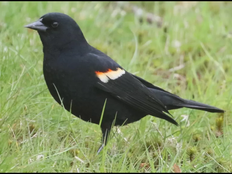 A common grackle in Framingham, photographed by Steve Forman. A common grackle in Framingham, photographed by Steve Forman.