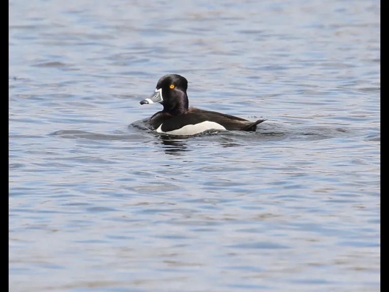 A ring-necked duck at Bartlett Pond in Northborough, photographed by Steve Forman.