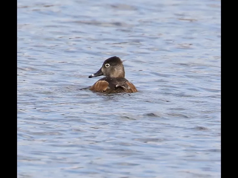 A ring-necked duck at Bartlett Pond in Northborough, photographed by Steve Forman.