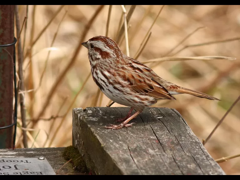A beaver at SVT's Memorial Forest in Sudbury, photographed by Dan Trippe.