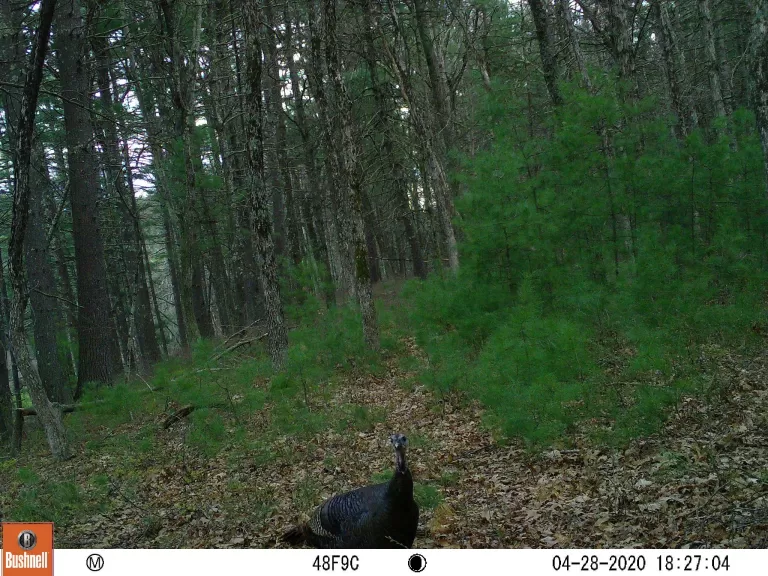 A beaver at SVT's Memorial Forest in Sudbury, photographed with an automatically triggered wildlife camera by Craig Smith.