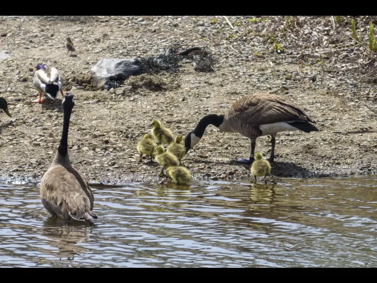 Canada geese at Mill Pond in Maynard, photographed by Dany Pelletier.