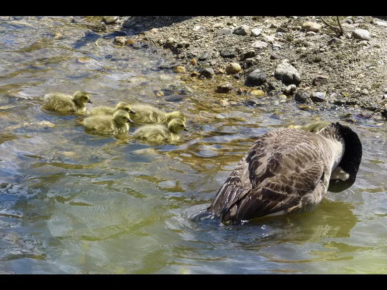 Canada geese at Mill Pond in Maynard, photographed by Dany Pelletier.