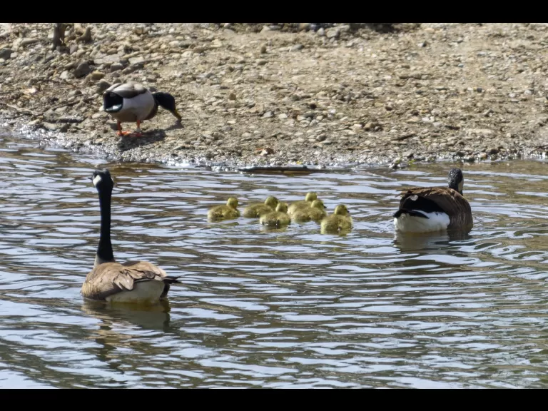 Canada geese at Mill Pond in Maynard, photographed by Dany Pelletier.