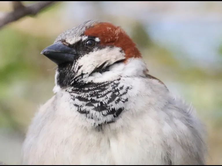 A house sparrow at Breakneck Hill Conservation Land in Southborough, photographed by Steve Forman.