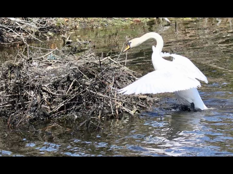 A mute swan nest in Natick, photographed by Steve Forman.