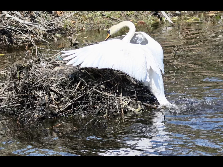 A mute swan nest in Natick, photographed by Steve Forman.