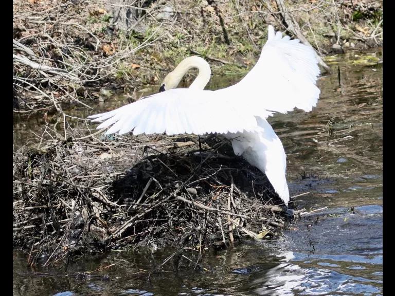 A mute swan nest in Natick, photographed by Steve Forman.