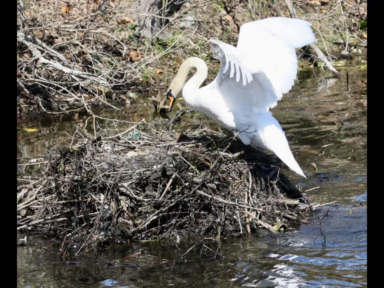 A mute swan nest in Natick, photographed by Steve Forman.