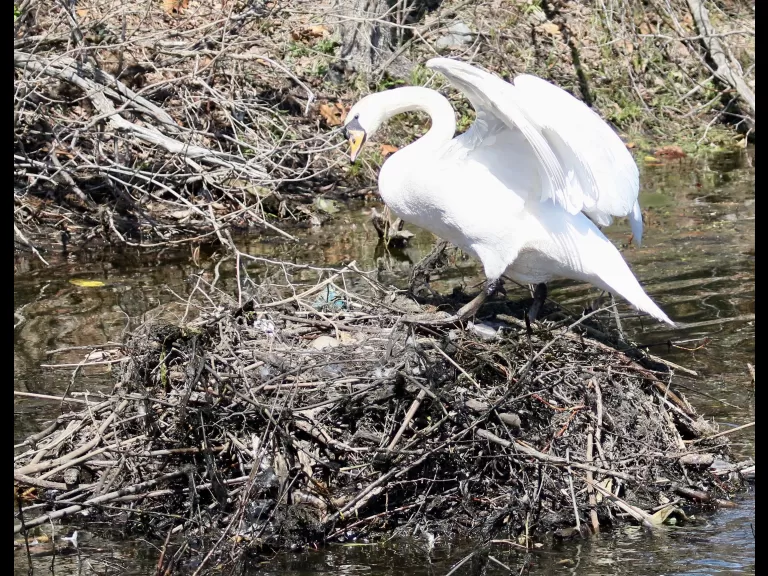 A mute swan nest in Natick, photographed by Steve Forman.