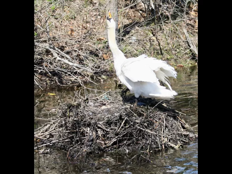 A mute swan nest in Natick, photographed by Steve Forman.