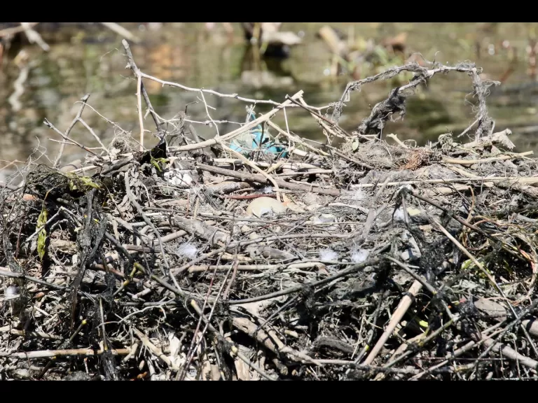 A mute swan nest in Natick, photographed by Steve Forman.