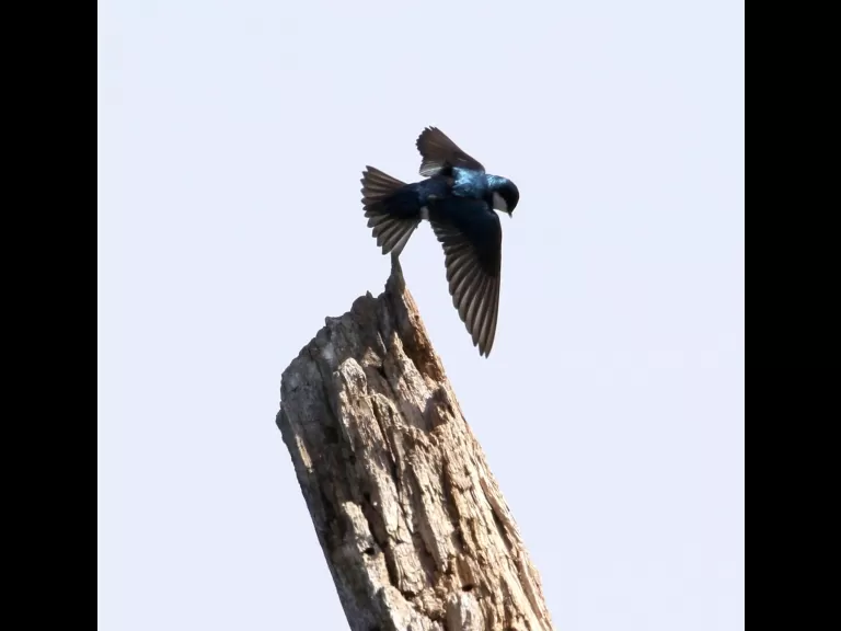 A tree swallow at Little Chauncy Pond in Westborough, photographed by Steve Forman.