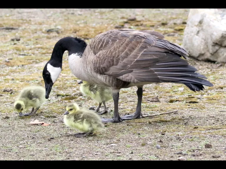 A double-crested cormorant at Hager Pond in Marlborough, photographed by Steve Forman.