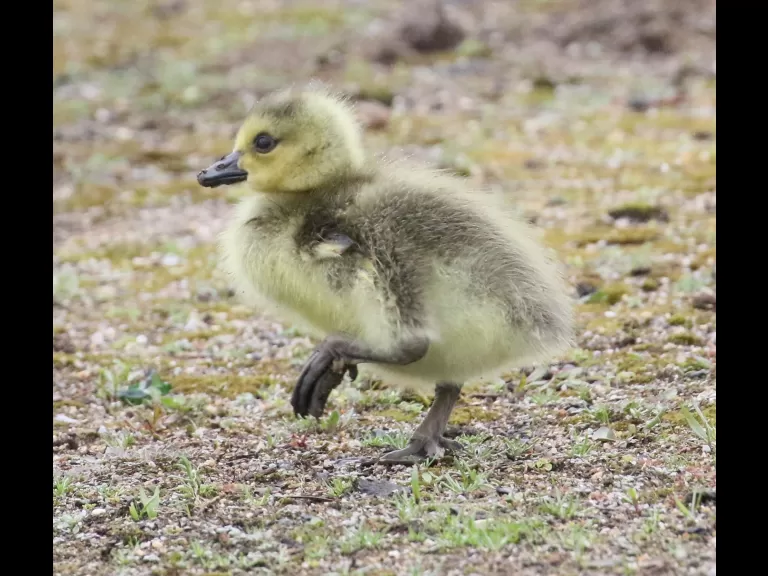 A double-crested cormorant at Hager Pond in Marlborough, photographed by Steve Forman.