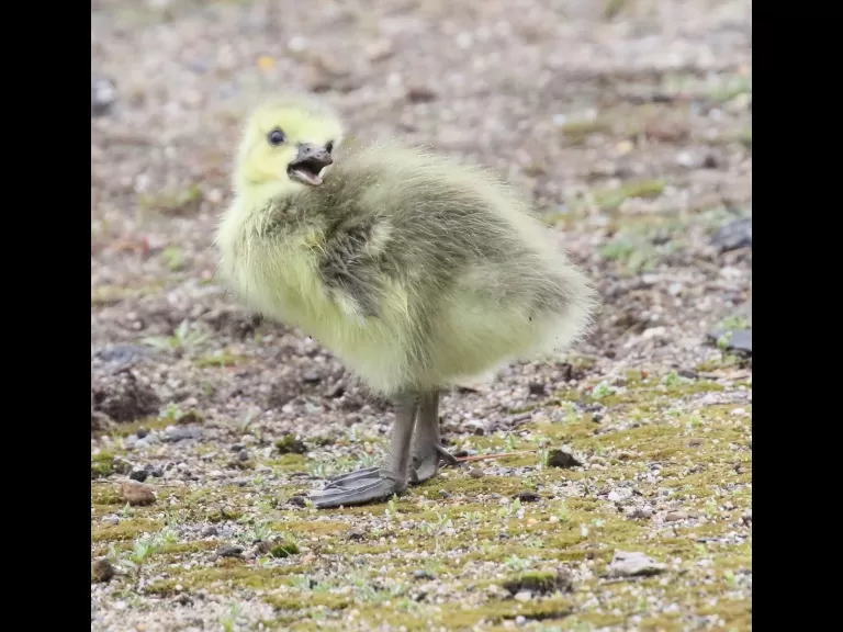 A double-crested cormorant at Hager Pond in Marlborough, photographed by Steve Forman.