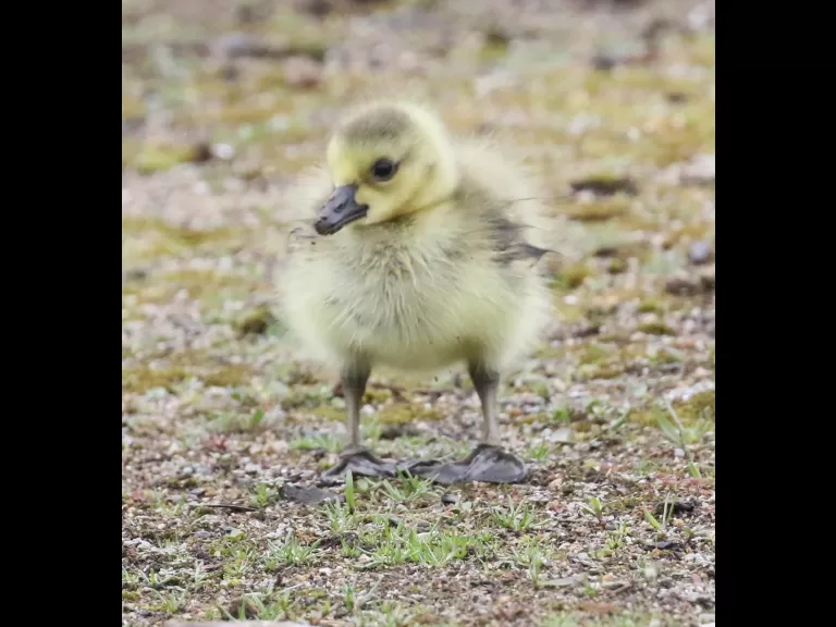 A double-crested cormorant at Hager Pond in Marlborough, photographed by Steve Forman.