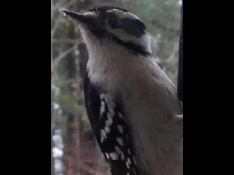 A downy woodpecker in Northborough, photographed by Marnie Frankian.