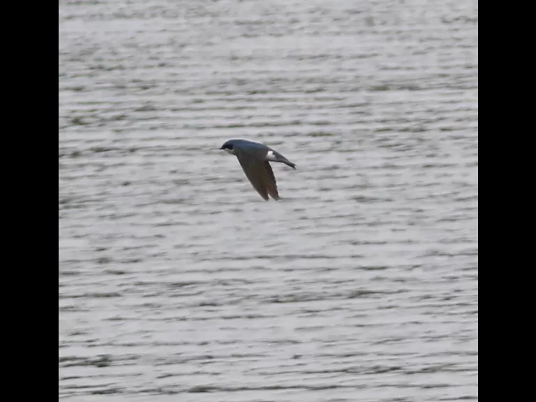 A double-crested cormorant at Hager Pond in Marlborough, photographed by Steve Forman.