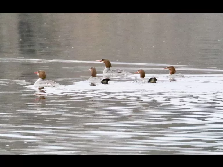 Common mergansers in Southborough, photographed by Steve Forman.
