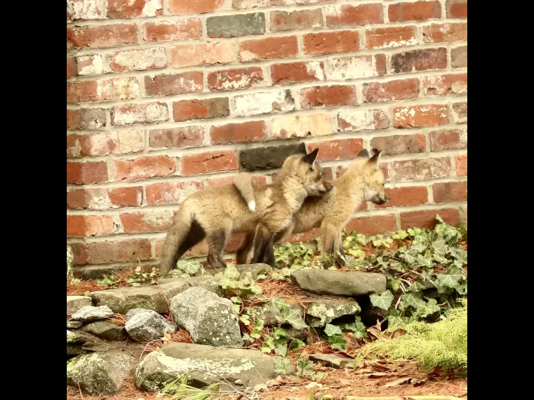 A red fox kit in Sudbury, photographed by Russ Place.