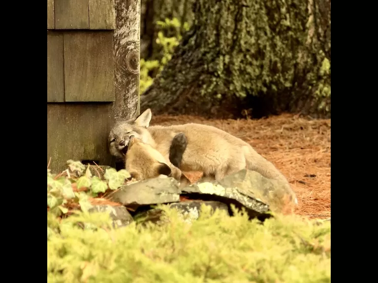 A red fox kit in Sudbury, photographed by Russ Place.