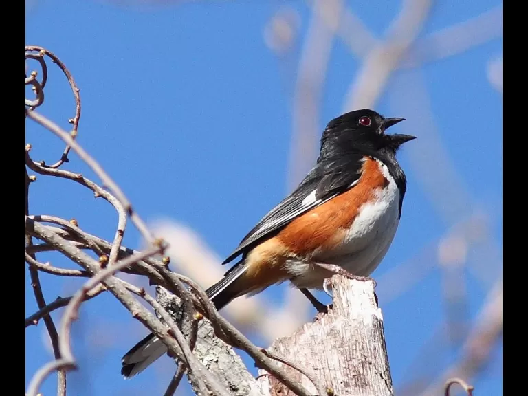 A pair of mallards at Assabet River National Wildlife Refuge, photographed by Dan Trippe.