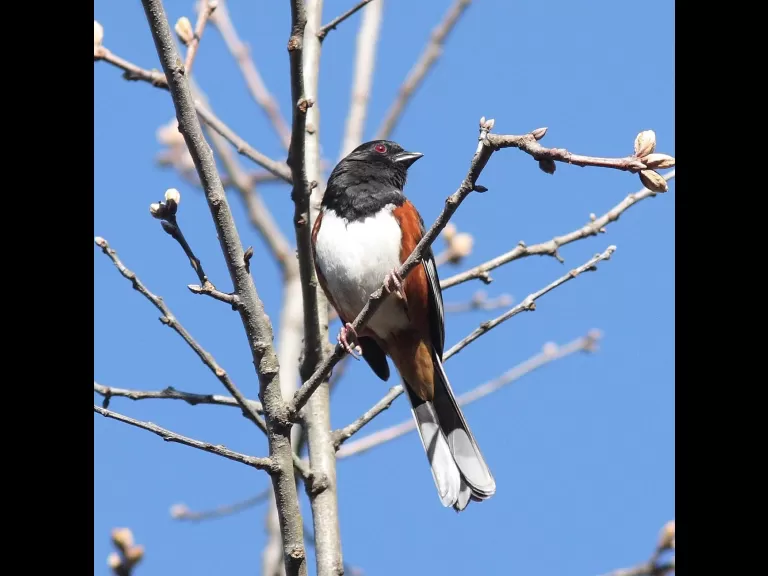 A pair of mallards at Assabet River National Wildlife Refuge, photographed by Dan Trippe.