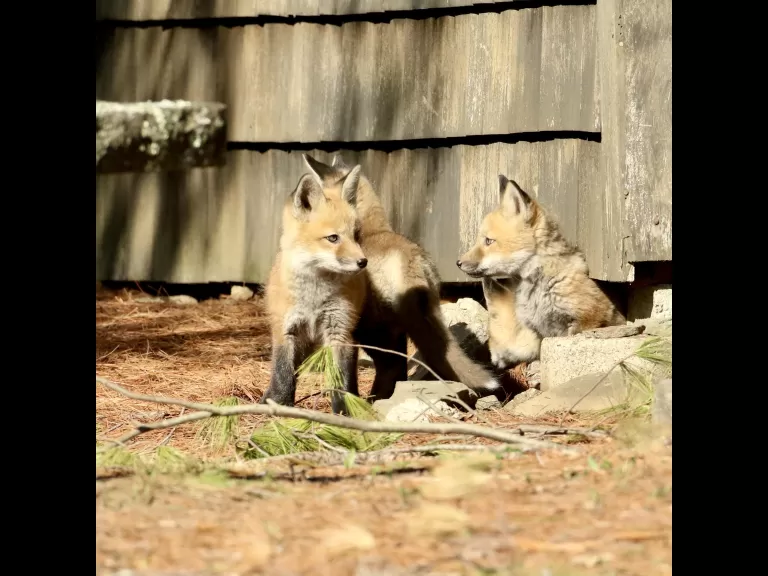 A red fox kit in Sudbury, photographed by Russ Place.