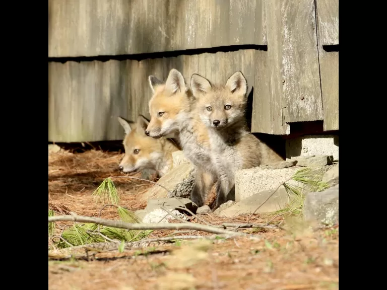 A red fox kit in Sudbury, photographed by Russ Place.