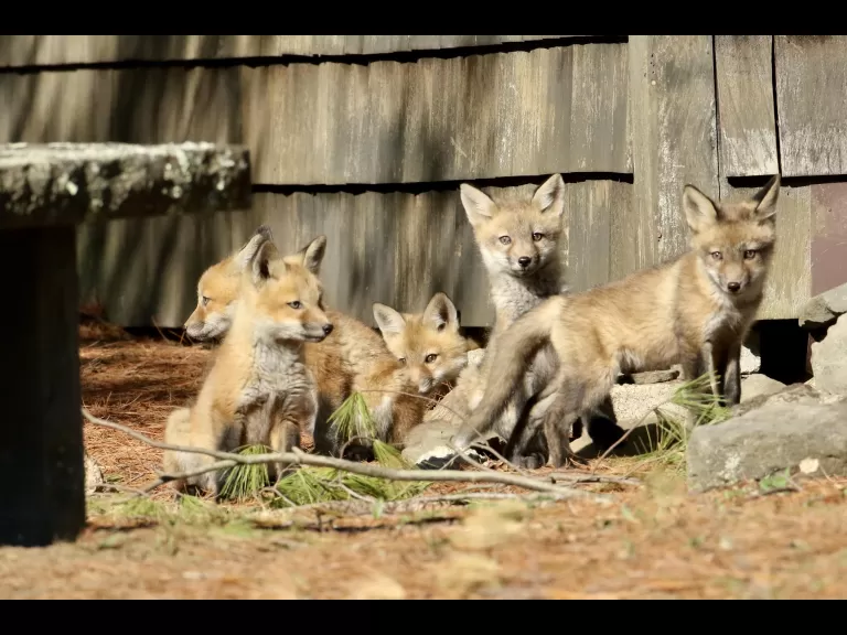 A red fox kit in Sudbury, photographed by Russ Place.