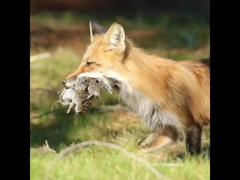 A red fox kit in Sudbury, photographed by Russ Place.