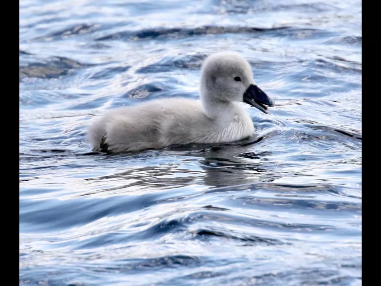 Mute swans at Farm Pond in Framingham, photographed by Steve Forman.