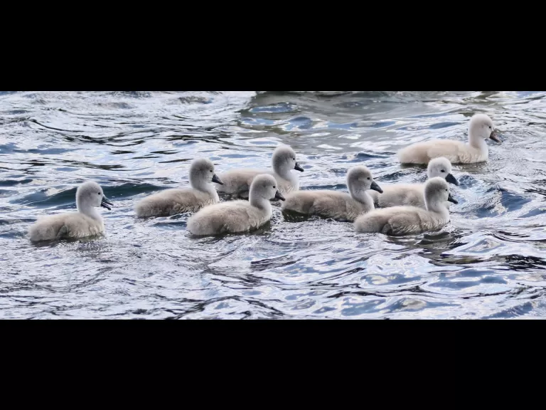 Mute swans at Farm Pond in Framingham, photographed by Steve Forman.