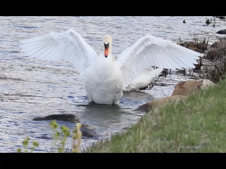 Mute swans at Farm Pond in Framingham, photographed by Steve Forman.