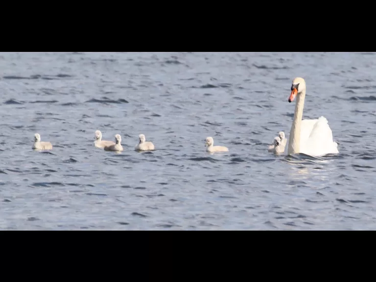 Mute swans at Farm Pond in Framingham, photographed by Steve Forman.