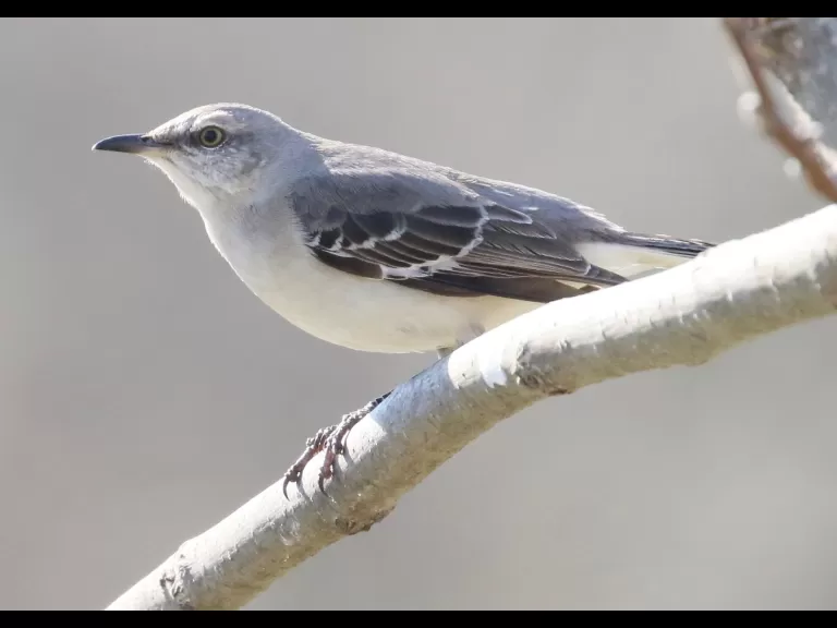 A northern mockingbird at Breakneck Hill Conservation Land in Southborough, photographed by Steve Forman.