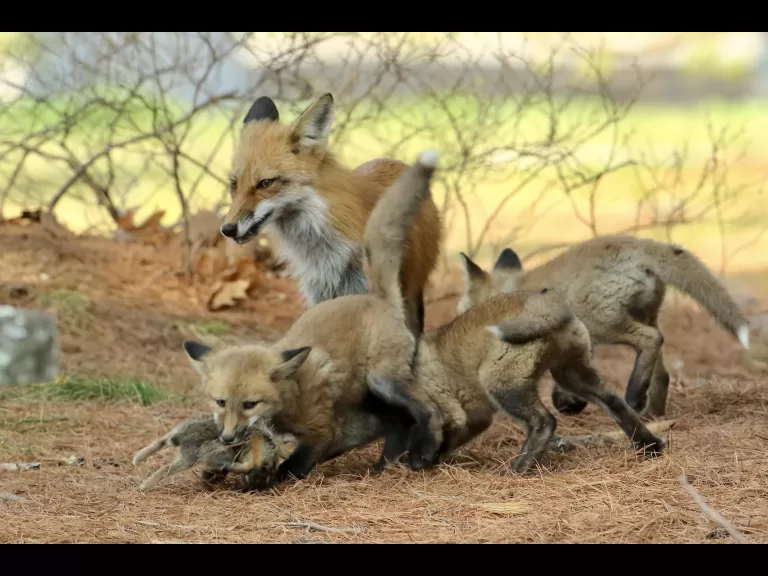 A red fox kit in Sudbury, photographed by Russ Place.