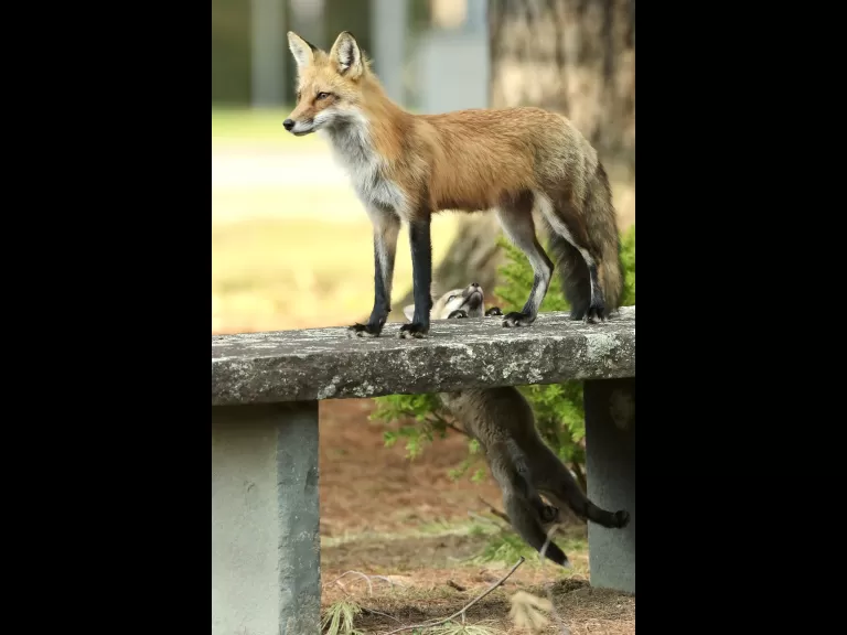 A red fox kit in Sudbury, photographed by Russ Place.